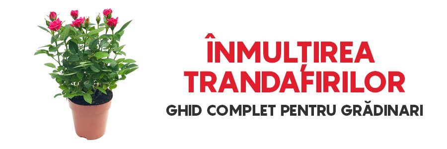 Înmulțirea trandafirilor: Ghid complet pentru grădinari